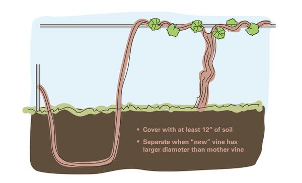 Fig 13. Bend a grape shoot to the ground and cover it with soil